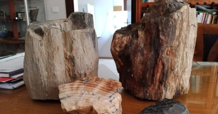 Türkiye’deki fosil ağaç kalıntıları 160 milyon yıllık