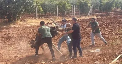 Suriye’den kaçan deve kuşu koruma altına alındı #kilis
