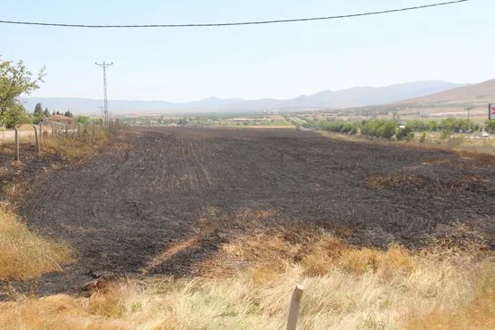 Bir sigara izmariti, 80 dönümlük tarlayı bakın ne yaptı ile ilgili görsel sonucu