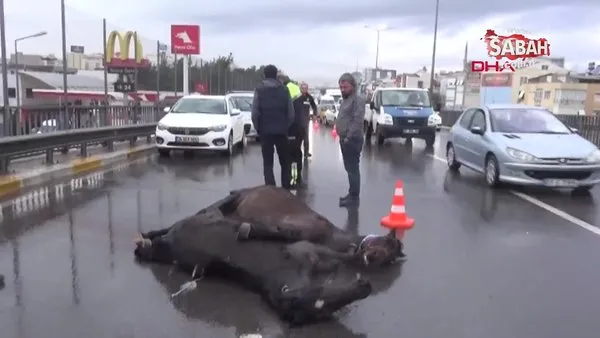 Antalya kazada yaralanan atların görüntüsü yürek burktu!