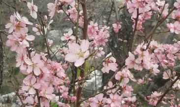 Anamur’a baharın müjdecisi badem ağaçları çiçek açtı