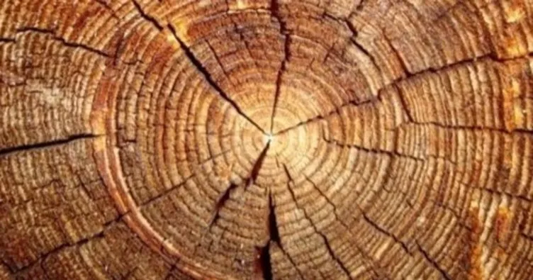 8 bin yıl geriye giden ağaç halkası ajandası