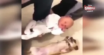 Sevimli köpeğin izleyenleri şaşkına çeviren bebek sevinci kamerada!