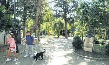 Abbasağa’da ağaç kıyımı devam edıyor