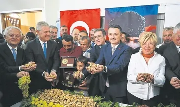 Kuru üzüm için alımlar başlıyor