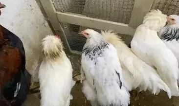 Nasuh Mahruki’nin olay yaratan horozu ortadan kayboldu! Komşuları şikayet etmişti...