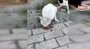 O kedi kurtarıldı! Muhtar ve mahalle halkının çabası Kirli’yi hayatta tuttu | Video