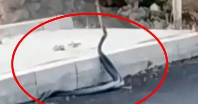Siirt’te 2 yılanın sokak ortasında görenleri şaşkına çeviren çılgın dansı kamerada | Video