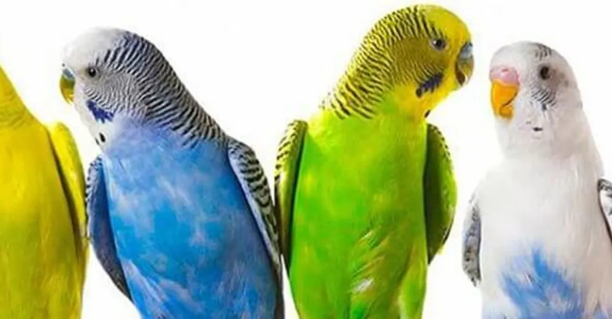 Evlerde Beslenen Kuslar Alerjik Reaksiyona Neden Olabilir Saglik Haberleri