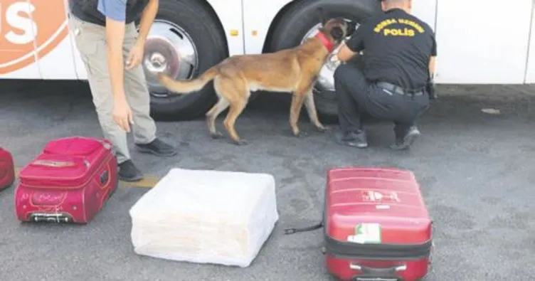 Dedektör köpekler iş başında