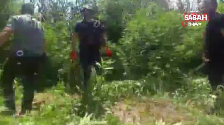 Diyarbakır’da uyuşturucu operasyonu: 2 bin kök Hint keneviri imha edildi | Video