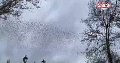Sığırcık kuşlarının gökyüzündeki dansı böyle görüntülendi | Video