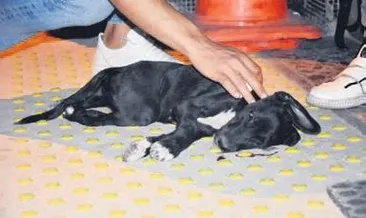 Mehmet UZEL: Özhaseki’ye açık mektup...