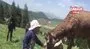 Kızıl geyik köye indi; çocuğun sevme anı kamerada | Video