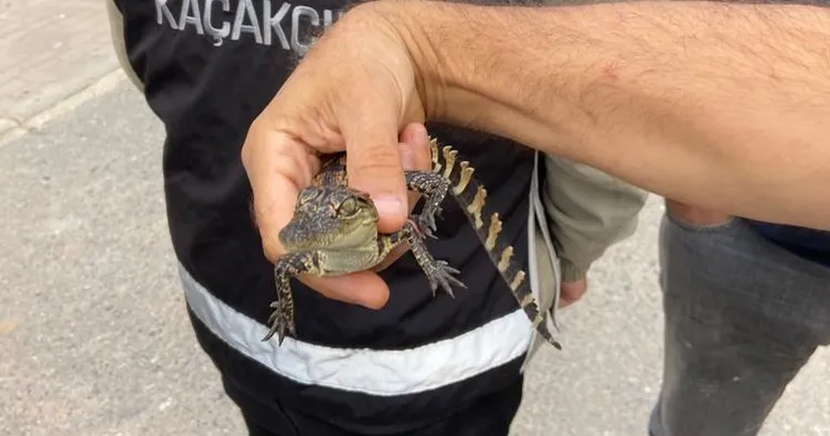 3 yavru Nil Timsahı ele geçirildi