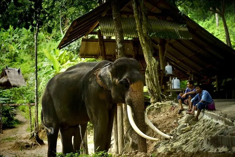 Tayland’ın simgesi: filler