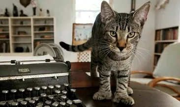 Hemingway’in 54 kedisi İrma’yı atlattı