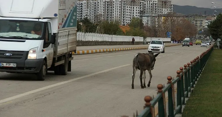 Erzurum’da trafikte ilerleyen eşek sürücülere zor anlar yaşattı