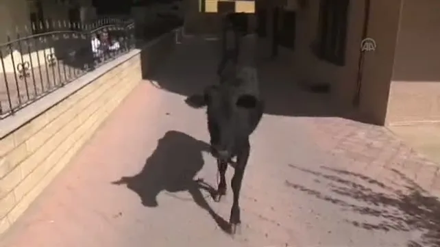 Kaçan kurbanlık demir parmaklığa saplandı