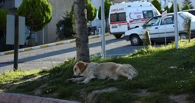 Sahibi yoğun bakıma alınan köpek, 5 gündür hastane önünde bekliyor