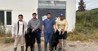 Honanlı keçi ırkı Türk hayvancılığına yön verecek #burdur