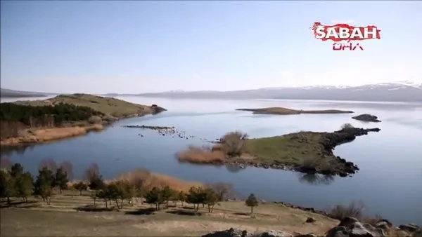 Buzları eriyen Çıldır Gölü, kuş cennetine döndü | Video
