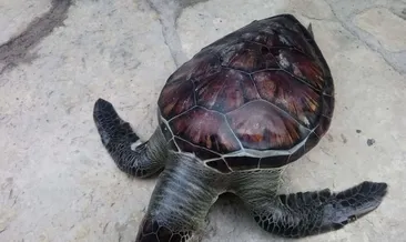 Kuşadası sahiline ölmüş bir yeşil kaplumbağa vurdu