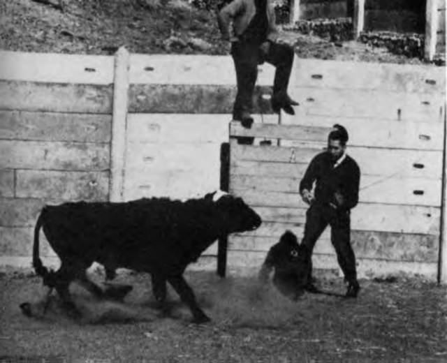tarihin en korkunc deneyleri galeri