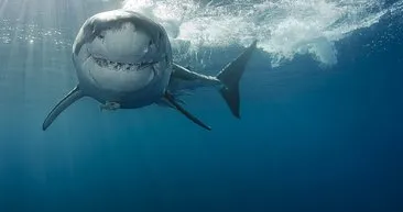 Büyük beyaz köpekbalığının genom haritası çıkarıldı