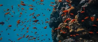 Derin denizlerde sessizlik: Okyanus tabanında yaşam durma noktasında