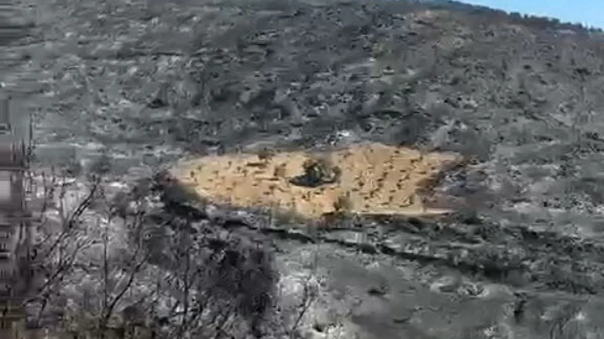 Ödemiş’te dikkat çeken kare! Küle dönmüş alanın ortasındaki 5 dönüm zeytinlik yangından etkilenmedi