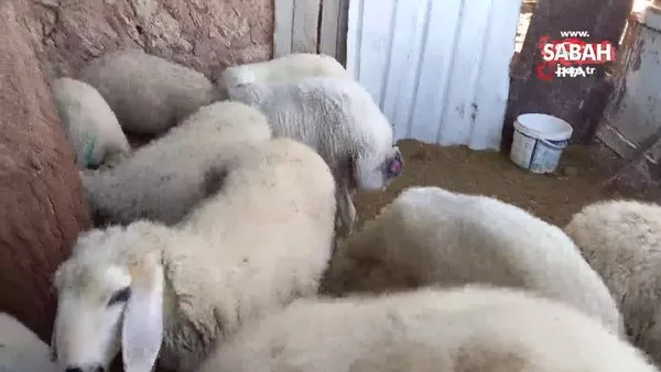 Malatya Da Sokak Kopekleri Koyunlara Saldirdi Videosunu Izle Son Dakika Haberleri
