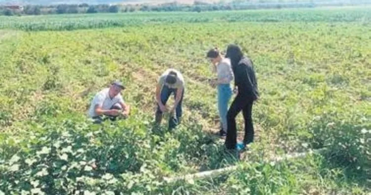 Patates tarlalarında mildiyö alarmı