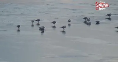 Beyşehir Gölü kıyıları buz tuttu | Video