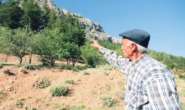 30 binin üstünde ağaç diktim