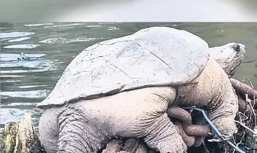 Dev kaplumbağa chonk