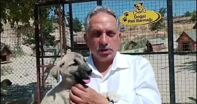 Sokak köpeklerinin 5 yıldızlı oteli