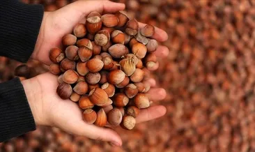 Fındık üretiminde hedef 1 milyon ton
