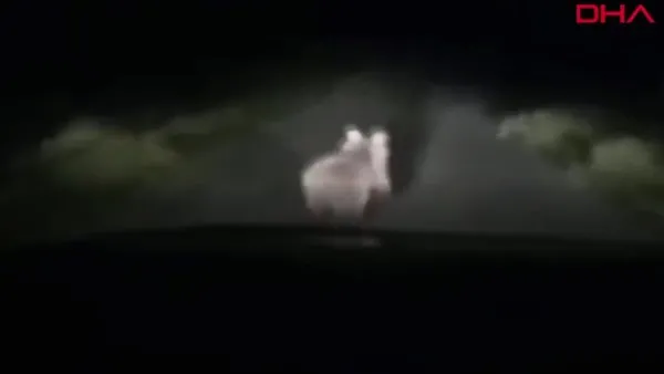 Bartın'da otomobilinin önüne çıkan yavru ayıyı görüntüledi | Video