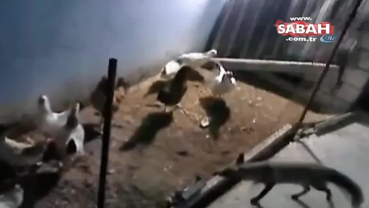 Tavuk hırsızı tilki kameralara yakalandı