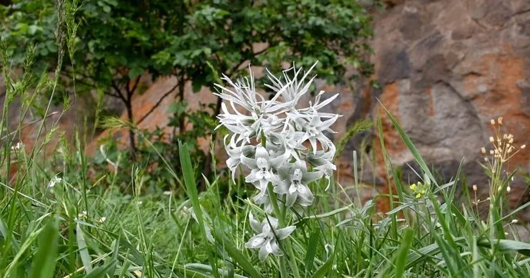 Ankara’nın yeni çiçeği: Haymana Zarif Akyıldızı