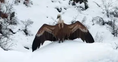 Tunceli’de karlı dağda iki kızıl akbaba dron kamerasıyla görüntülendi #tunceli