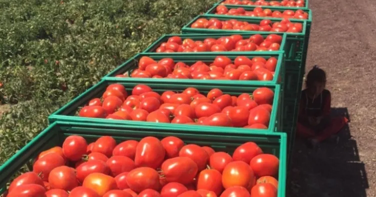 Salçalık domatesin kasası halde 15 lira