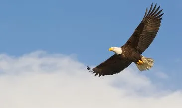 Rüyada kartal görmek ne anlama gelir?