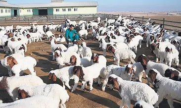 Tarımda yeni güç: Koyun sütü ekonomisi