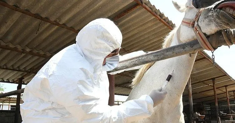 Atlar, virüse karşı antikor üretiyor
