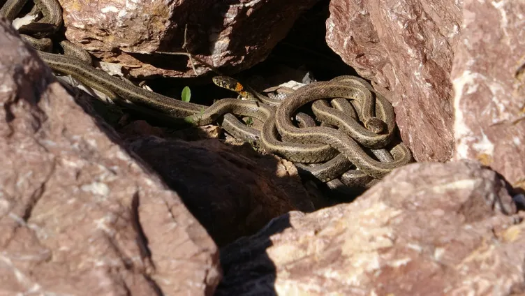 Havalar ısındı o ilimizde yılanlar ortaya çıktı: Brezilya’nın Yılan Adası’nı aratmıyor!