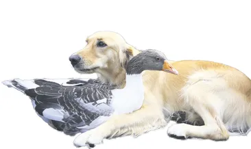 Köpek ve kazın şaşırtıcı dostluğu