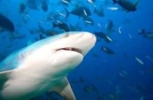 Köpekbalığı saldırısına en çok maruz kalan 10 sahil