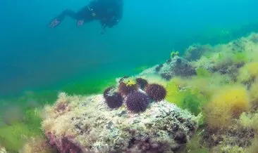 Marmara Denizi’ne ekilen mercanlar çoğalmaya başladı